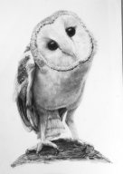 TJ085 - Barn Owl